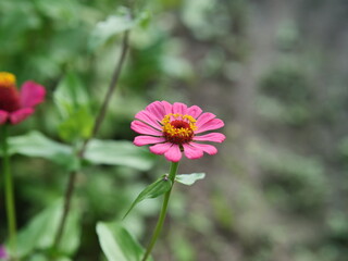 pink cosmos flower