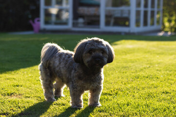 small cute dog on the grass