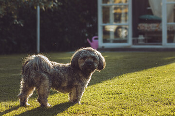 small cute dog on the grass