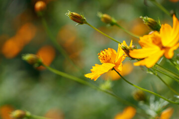 群生するキバナコスモスの花