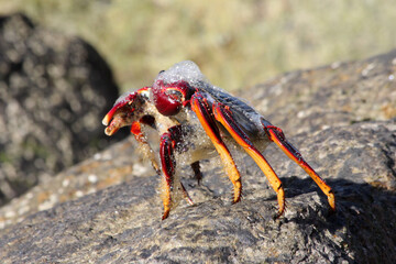 rote_Klippenkrabbe