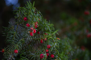 Western yew berries close up on a tree