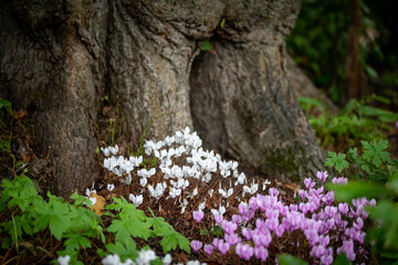 tree with flowers