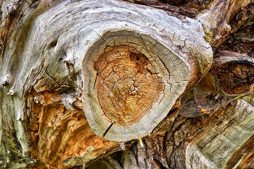 Cross section with growth rings from an old sawed off tree. Timber wood texture background. - obrazy, fototapety, plakaty