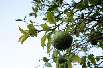 Bergamot citrus fruit on the plant in summer waiting for the future harvest. Reggio calabria - Italy