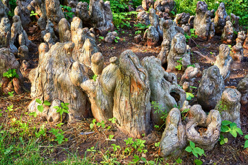 Mystical aerial roots of bald cypress as an abstract background.