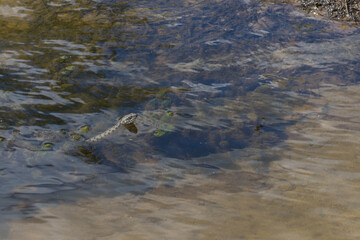 Photo of the snake Natrix Tessellata known as water soup is swimming in shallow water of the river