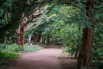 path in the woods