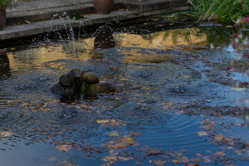 a small fountain in the middle of a pond in the park in autumn
