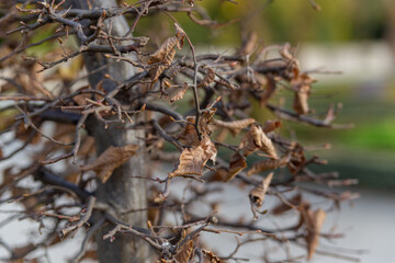 tree with dry leaves close up