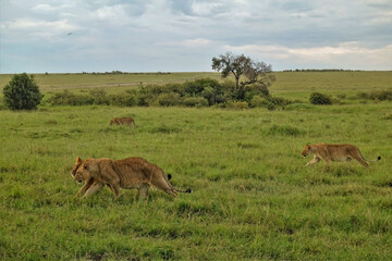 Pride of lions is going to hunt. Wild animals walk in one direction on the green grass of the savannah. Cloudy. Evening in Kenya. Masai Mara park.