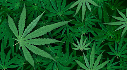 Marijuana leaf, green color background. Decorate for ad, poster, template print, artwork