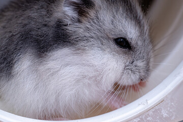 Campbell's dwarf hamster of the species Phodopus campbelli