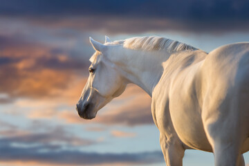 portrait of a horse