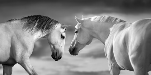 Couple white horse with long mane against sunset sky. Black and white