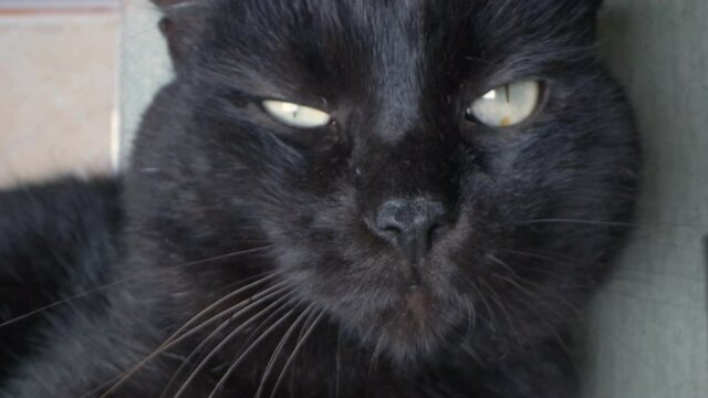 super close up. portrait of a black cat with squinted green eyes