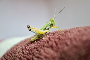 grasshopper on my bed