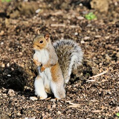 squirrel in the park