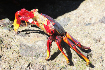 rote_Klippenkrabbe