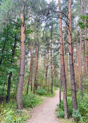 Naklejka premium trees in the forest