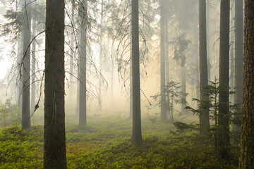 Foggy forest landscape from Tampere, Finland