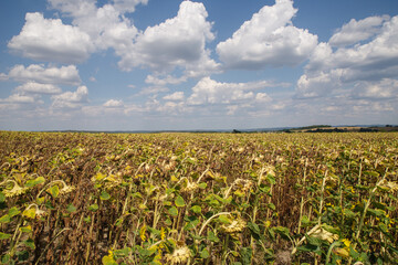 Fototapeta na wymiar Fields of sunflowers against a cloudy blue sky