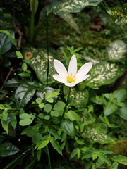 white magnolia flower look so nice