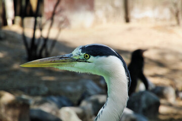 great blue heron