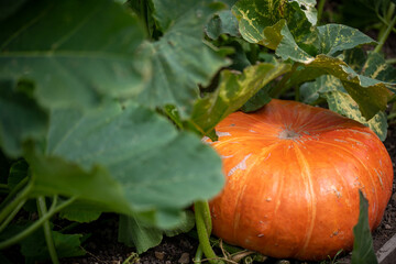 pumpkin on the grass