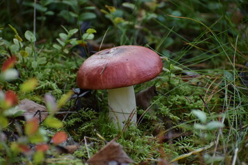Mushroom in the forest in Tampere, Finland