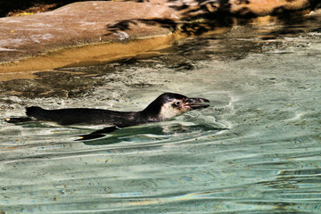 A penguin in the water