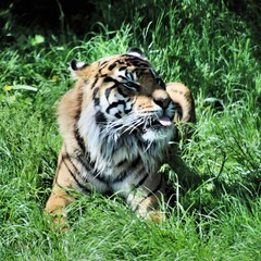 tiger in the grass