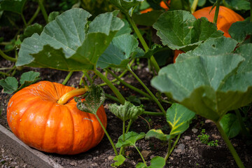 pumpkin on the grass