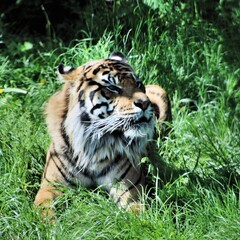 portrait of a bengal tiger