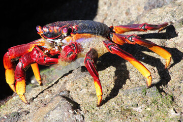 rote_Klippenkrabbe