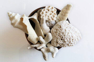 Meraviglie della natura: piccola collezione di conchiglie e coralli provenienti da una spiaggia tropicale, su fondo bianco.  © Enzo Pancaldi