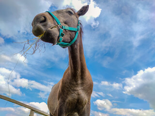 portrait of a horse