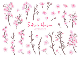 Vector sakura trees blomming collections. Set of cherry flowers
