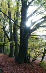 Wald weg im Herbst