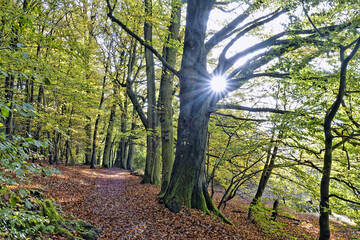 Wald weg im Herbst