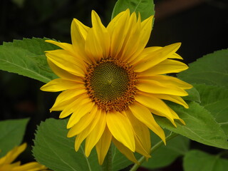 tournesol