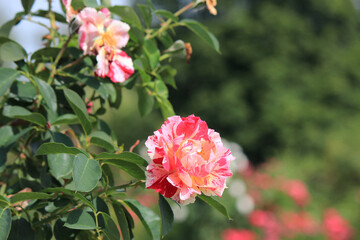 bright beautiful flowers in  botanical garden