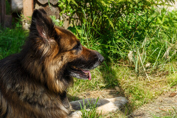 German shepherd dog lies on green grass in the shade near the house.