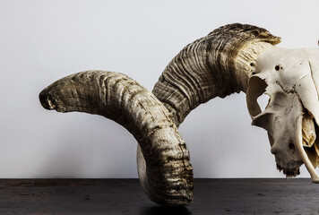 ram skull with long curly horn