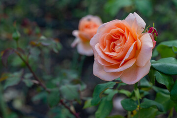 gently peach-colored roses bloom in the garden