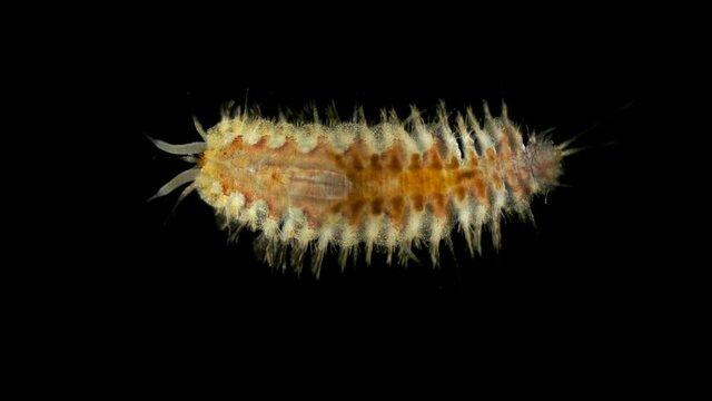 Harmothoe sp. under the microscope, of the Polynoidae family, this genus has bioluminescent species. Sample found in the Baren Sea