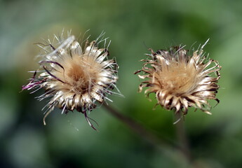 Verblühte graue Kratzdistel