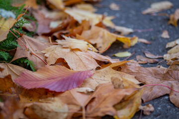 Obraz premium multicolored autumn leaves close up