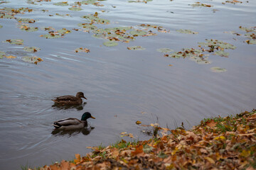ducks swim on the lake in autumn