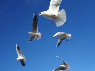 fliegende Möwen vor blauem Himmel